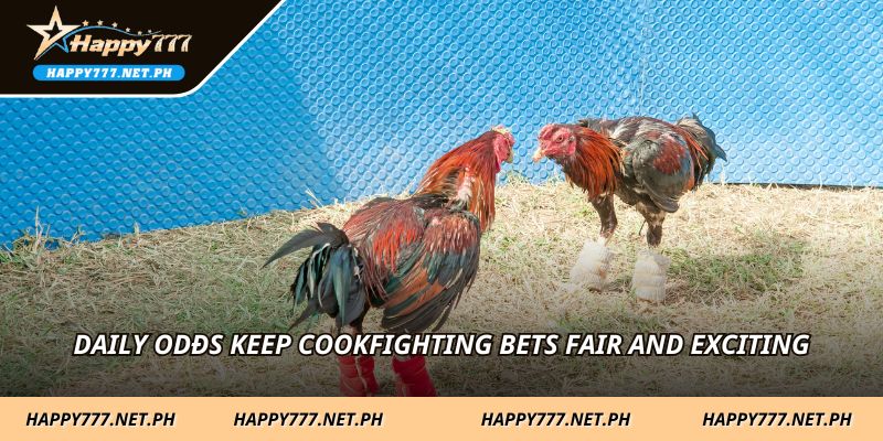 Daily odđs keep cookfighting bets fair and exciting