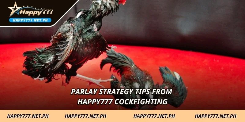 Parlay strategy tips from HAPPY777 Cockfighting