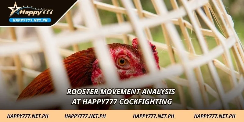 Rooster movement analysis at HAPPY777 Cockfighting