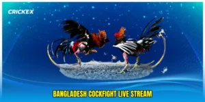 Bangladesh cockfight live stream