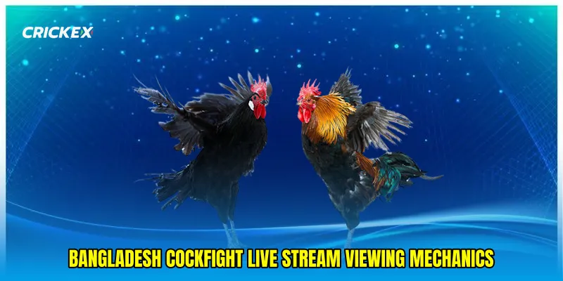 Bangladesh cockfight live stream viewing mechanics