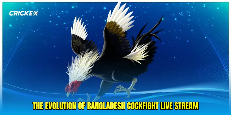 The Evolution of Bangladesh Cockfight Live Stream